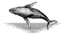 Illustration Of A Leaping Humpback Whale In Vintage Style