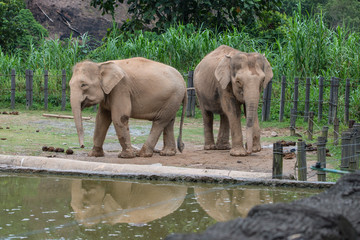 Playful elephants at the zoo in Borneo, Malaysia