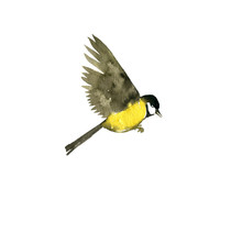 Watercolor Flying Bird