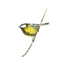 Watercolor Bird At Tree Branch