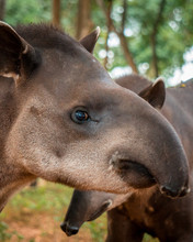 Beautiful Adult Black Tapir In Zoo