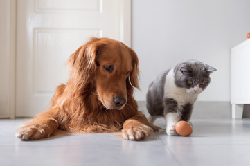 British shorthair and golden retriever friendly