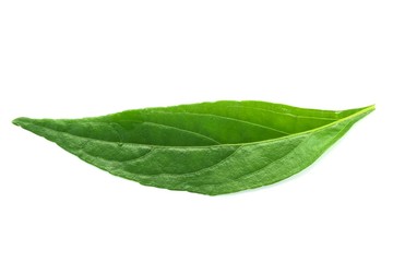 fresh green Andrographis paniculata leaf on white background