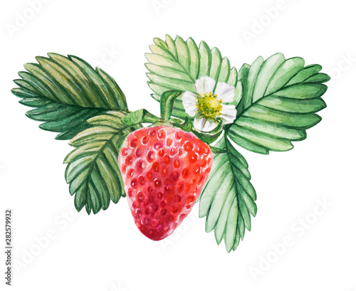 Watercolor red juicy strawberry with leaves. Food background, painted bright ...