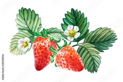 Watercolor red juicy strawberry with leaves. Food background, painted bright ...
