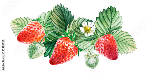 Watercolor red juicy strawberry with leaves. Food background, painted bright ...