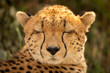 Close-up of female cheetah with eyes closed