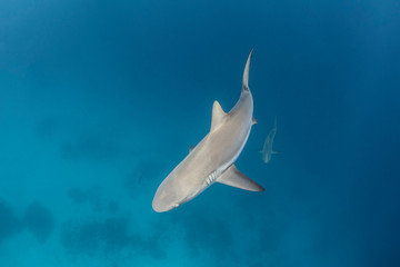 Wall Mural - Grey Whaler Shark In Blue Water