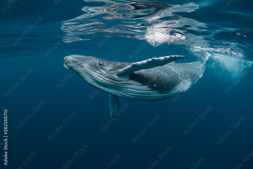 A Baby Humpback Whale Plays Near the Surface in Blue Water - obrazy, fototapety, plakaty 