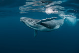 Fototapeta Zwierzęta - A Baby Humpback Whale Plays Near the Surface in Blue Water