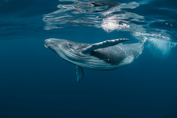 a baby humpback whale plays near the surface in blue water