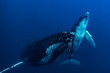 A Mother and Calf Humpback Whale in Blue Water
