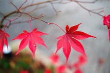 Red Autumn Maple Leaves. Beautiful Urban Background Of Fall Season