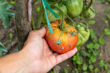 Wall Mural - Ripe tomatoes in the garden