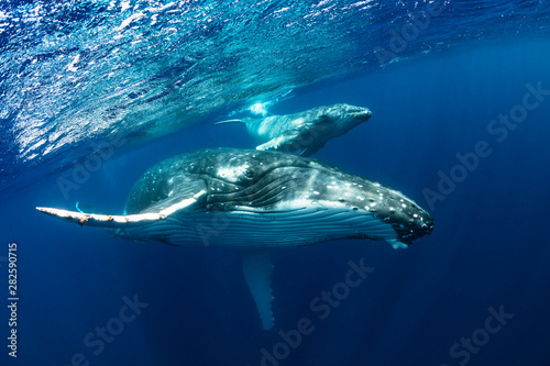 Fotografía Humpback Whale Mother and Calf in Blue Water