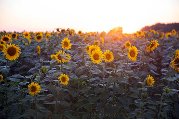 Wall Mural - Field of sunflowers