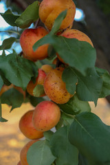 Wall Mural - apricot tree branch and organic apricots filled with fruits