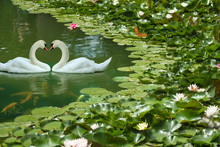 Image Of Two White Swans In A Summer Park