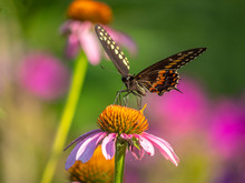 Black Swallowtail Butterfly In Summer
