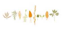 Vector Silhouettes Collection . Set Of Field Flowers