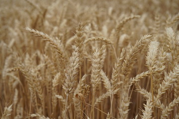 Wheat field