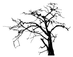 Old leafless tree silhouette vector  illustration