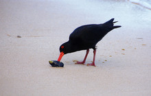 Black Morph Variable Oystercatcher (Haematopus Unicolor) Adult Foraging Green-lipped Mussel, New Zealand Endemic Bird