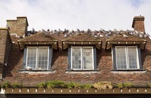 Infestation Of Pigeons On Roof Of Old House