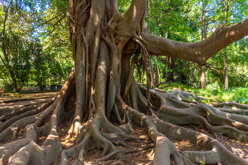 italy, naples, botanical garden, large tree with large roots, view and detail