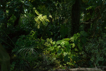  Tropics, jungle, green palm tree grows