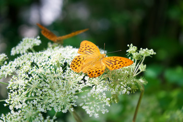 Orange butterfly on flower in nature