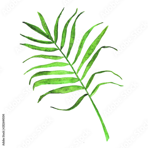 watercolor palm leaf. Summer bright tropical element