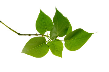 green branch with leaf isolated on white