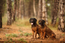 Two Hunting Dogs Breed Bavarian Mountain Hound Hunting In The Woods