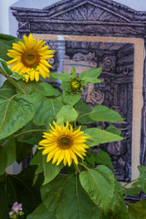 Two bright yellow sunflowers with green leaves, close-up shot.