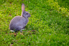 Cute Grey Bunny Sitting In The Grass