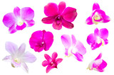 Fototapeta Motyle - Multicolored orchid flowers isolated on a white background