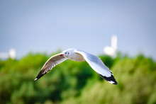 Seagull Flying In The Air With Sky And Green Forest Background