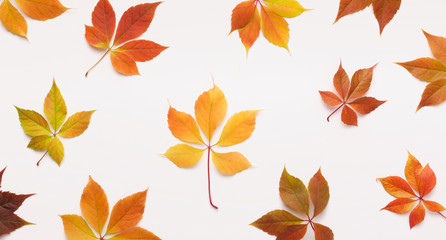 Autumn flat lay of Big and small grape dead leaves on white