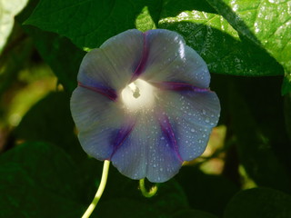 Wall Mural - Morning Glory