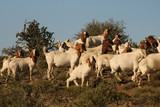 Fototapeta Natura - Herd of hardy Boer goats, an indigenous breed from southern Africa.