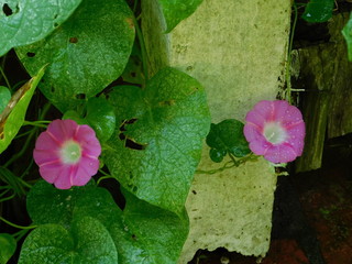 Wall Mural - Morning Glory