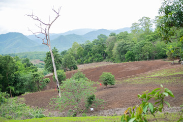 beautiful landscape in the north of thailand