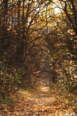 Poster - Romantic way in autumn forest with morning sunbeams