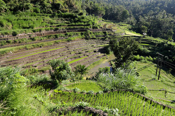 Amed, Indonesia – July 2 2018: Rice fields near to the town of Amed, in the east of the island of Bali.