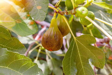 Wall Mural - fig fruits tree