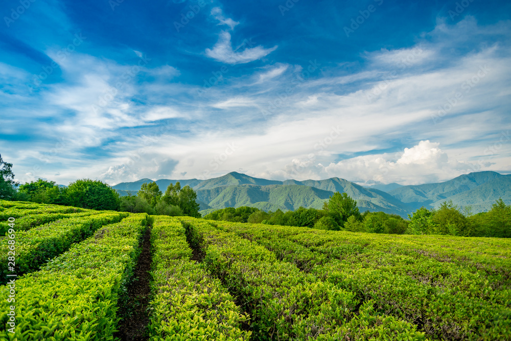 Tea plantation in the mountains of Sochi - obrazy, fototapety, plakaty 