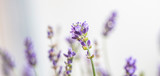 Fototapeta Lawenda - Lavender  flowers close up