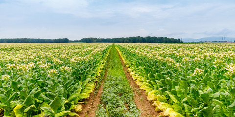 Poster - Green Tobacco leaves and pink flowers.  Blooming tobacco field. Flowering tobacco plants on tobacco field background, Germany.  Tobacco big leaf crops growing in tobacco plantation field