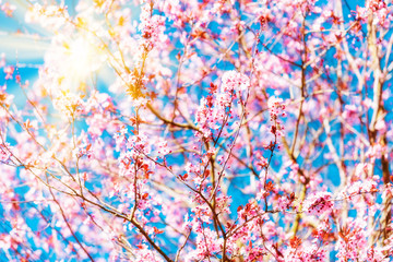  cherry blossom sakura in spring time over blue sky